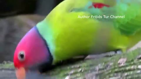 The Plum-Headed Parakeet Voice