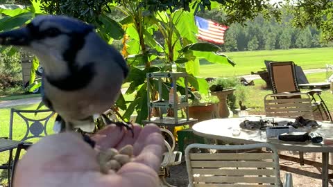 Friendly Bluejay Swoops in for Breakfast