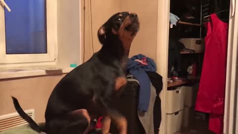 Собака узнала хозяина по голосу