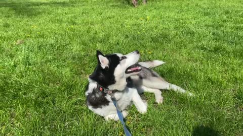 How good the grass is after the rain