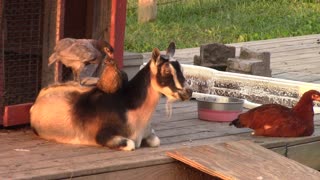 Zen-like goat allows chickens to play on his back