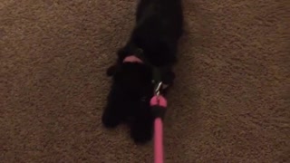 Stubborn black dog pink leash no walk