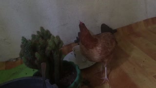 Badly injure patontring (my pet chicken)