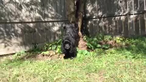 Cocker Spaniel Does Amazing Dog Tricks