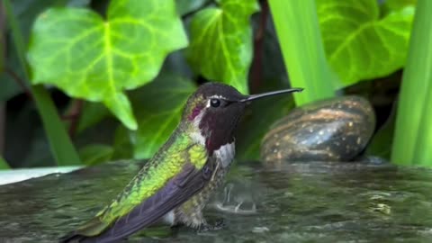 Hummingbird bath