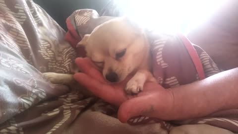 Affectionate sleeping dog loves master's hand to lick