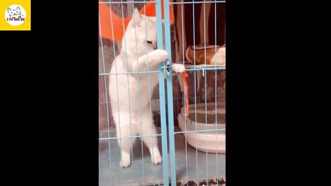 this cat are trying to unlock this door