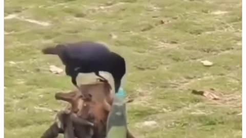Finally Found A childhood Thirsty Crow 😮