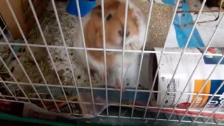 HUNGRY GUINEA PIG IN CAGE