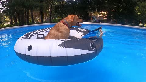Jazz getting her pool float time in.
