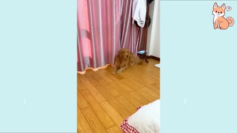 You will laught with this Video - Dogs Funny Video