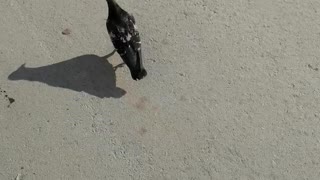 On a sunny day, a dove walks.