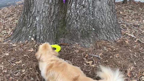 Timid Golden Rescues Frisbee From Witch's Clutches