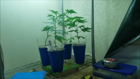 How to Grow indoor cannabis pt 2 (seed or clone)