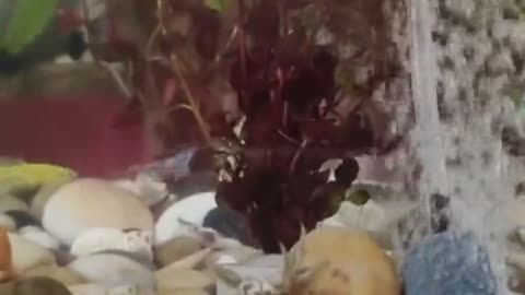 Entertaining crab playfully soars with shooting water in tank