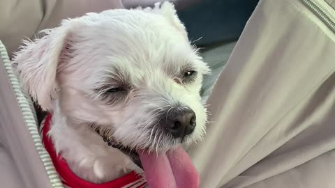 A dog dozing off in a car.
