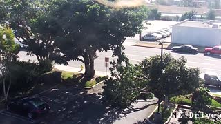 Tree falls over