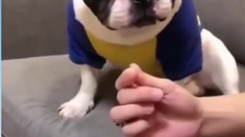 Funny and hungry bulldog😂🐶 Must Watch!!! #Shorts