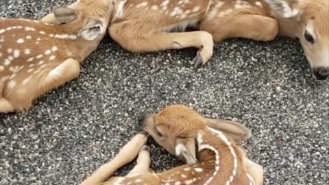 Three Adorable Fawns Lying in Middle of Road