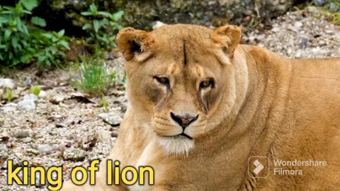 King of the jungle mentality of the lion - lion motivational video -