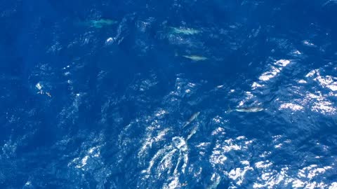 Dolphins tursiops truncatus playing in the caribbean sea aerial shot Martinique baby dolphin