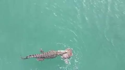 Absolutely amazing footage of a croc at Alau Beach