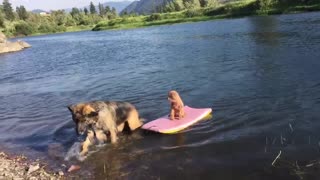 Big Dog Rescues Little Dog From Floating Away