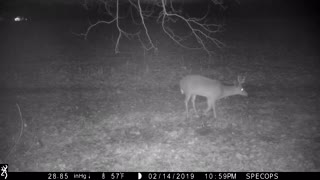 Buck decides coyotes might be a tad too close...