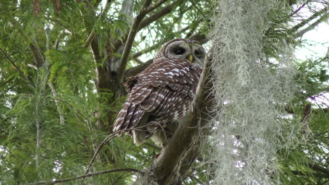 Barred Owl Perches on a Branch in Florida Wetlands