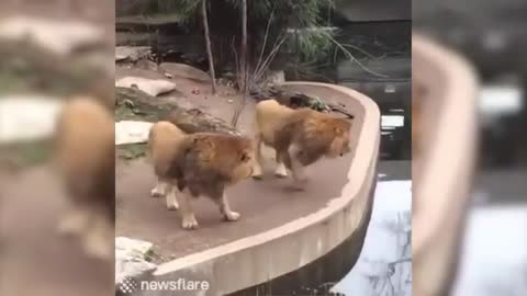 funny animals going crazy