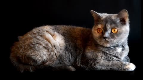 Cat in playful mode making big eyes