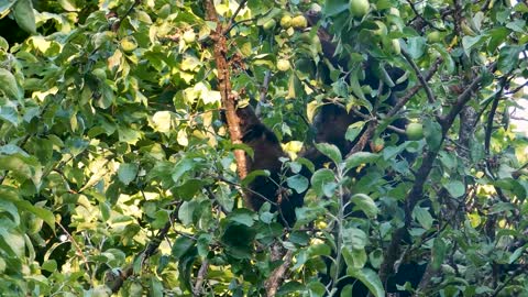 Bear in apple tree with Elk