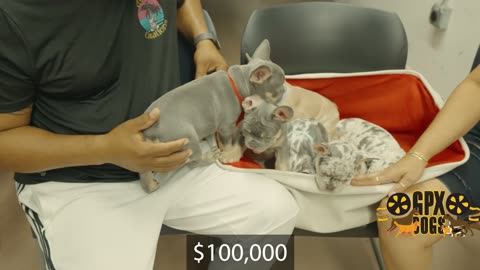 Rare And Expensive French Bulldog (100k Puppies)