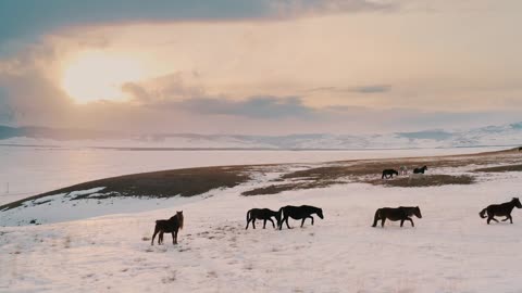 Horses on-a-snow-capped-field