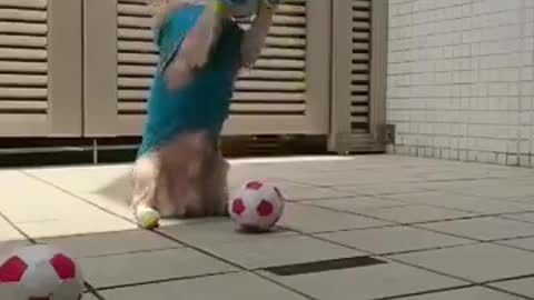 Professional Soccer Dog