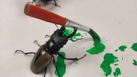 Amazing Real Painting Beetle - Two Real Alive Stagbeetles