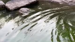 Saving a Massive Murray Cod