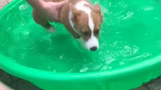 Puppy Learning to Swim in Mini Pool