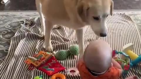 With his antics, the pet dog makes toddlers giggle.