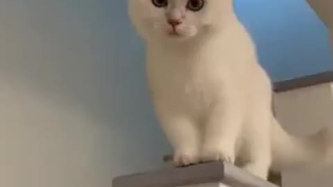 cat smiling funny video 😂😂