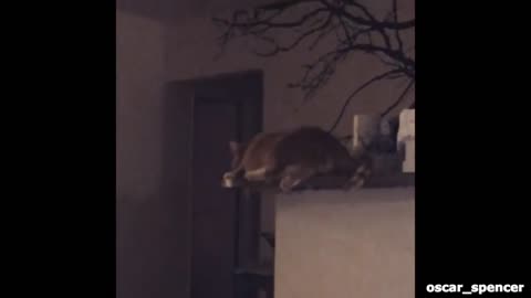 Brown fluffy cat falls table fail
