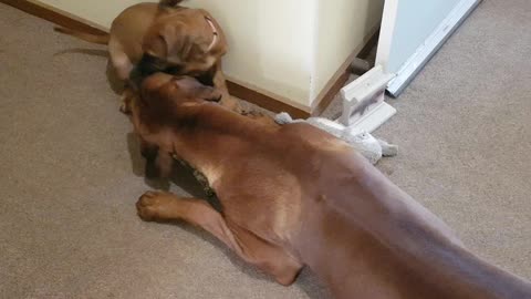 Rhodesian Ridgebacks Mr Brown & Miss Tickle; Restolen Buried Treasure