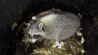 Cute, baby racoon found in outside compost container