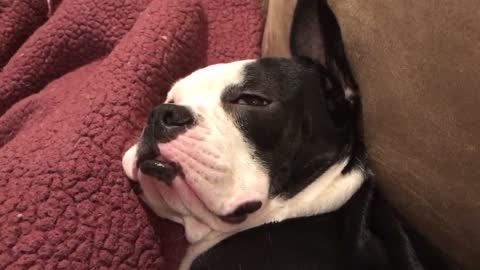 Funny Boston Terrier Dreaming About Food