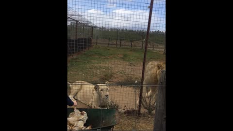 Lion Catches Food Mid-Air