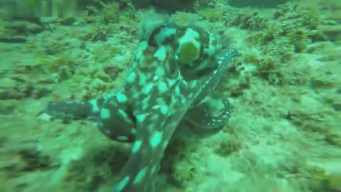 Octopus want to play with Human