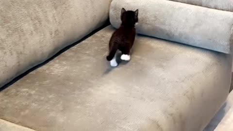 Tiny Kitten Climber Gets Surprised by Rolling Pillow