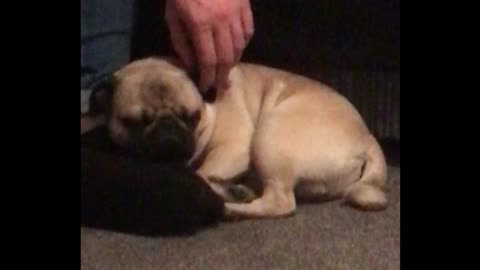 Pug befriends visitor and won't move