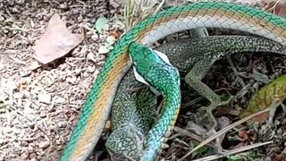 Snake Escapes From Jaws of Lizard