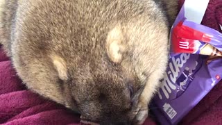 Pet Groundhog Munches on Chocolate